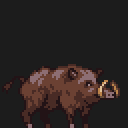 Boar